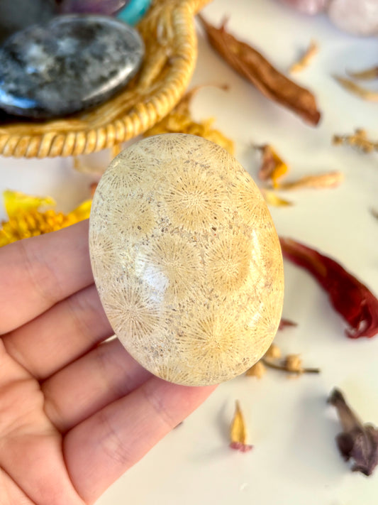 Fossil Coral Palm
