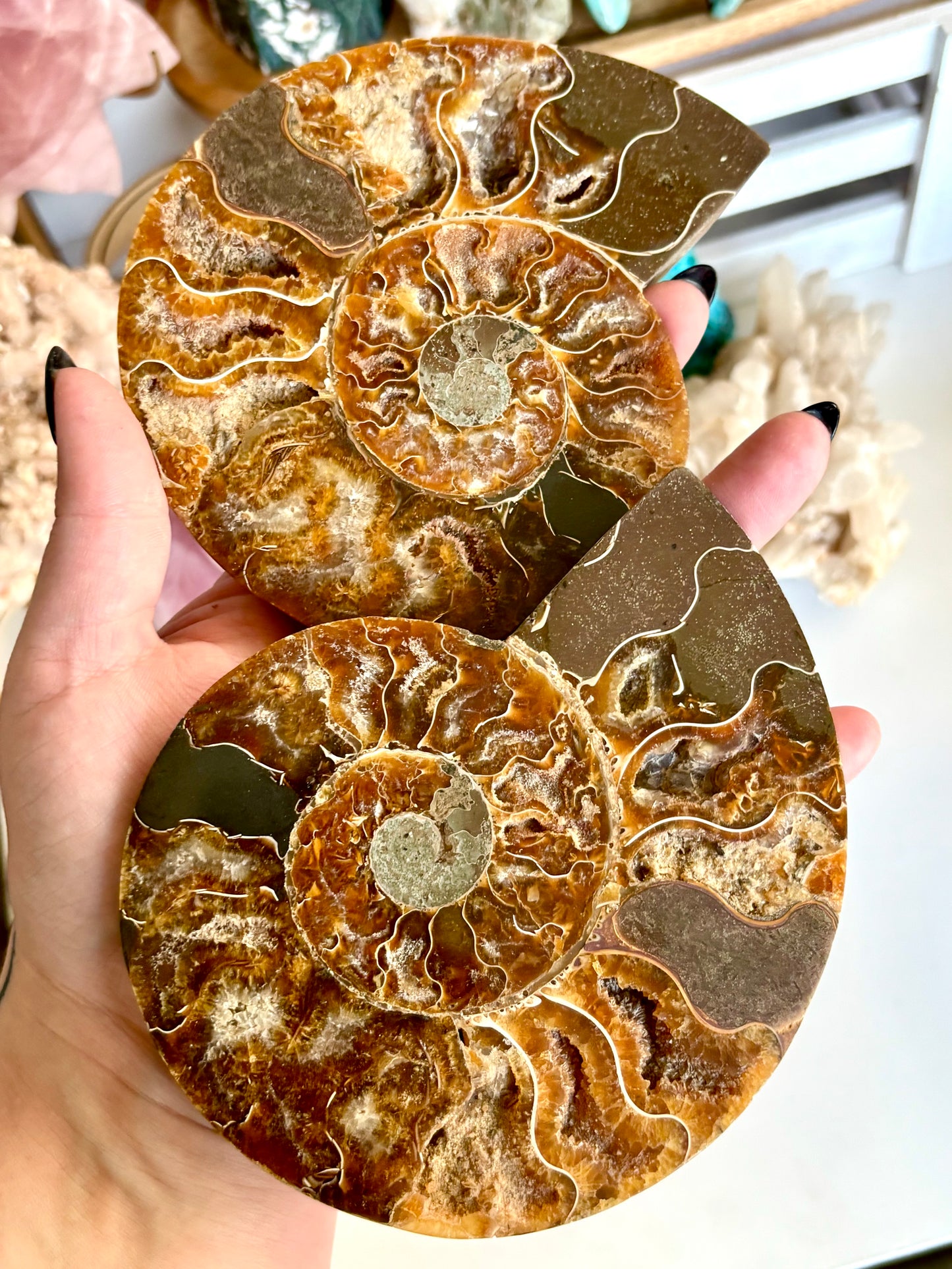 Large Ammonite Cut Pair