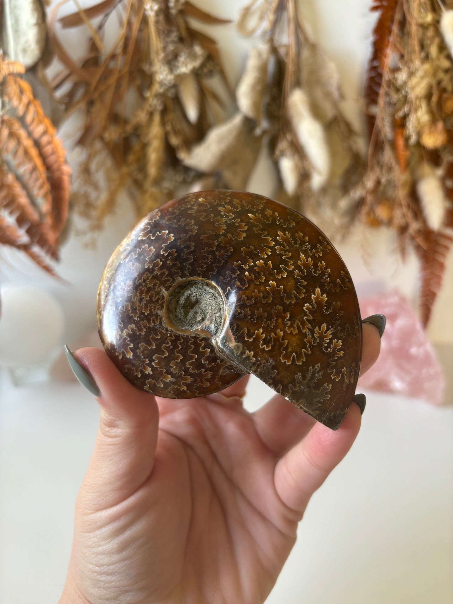 Ammonite (B)