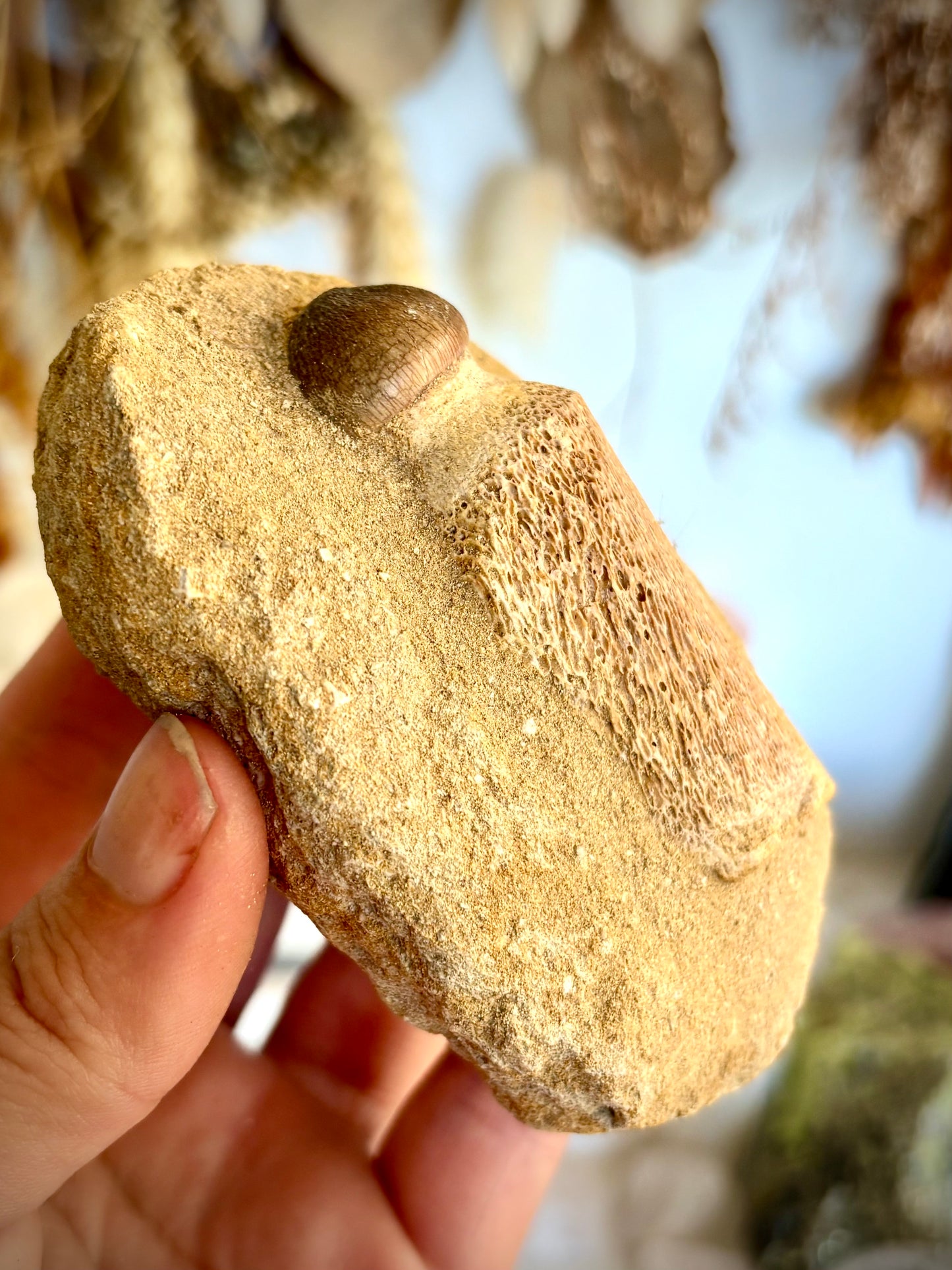 Mosasaur Tooth Fossil set in matrix