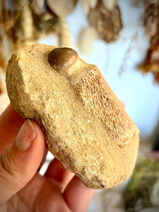 Mosasaur Tooth Fossil set in matrix