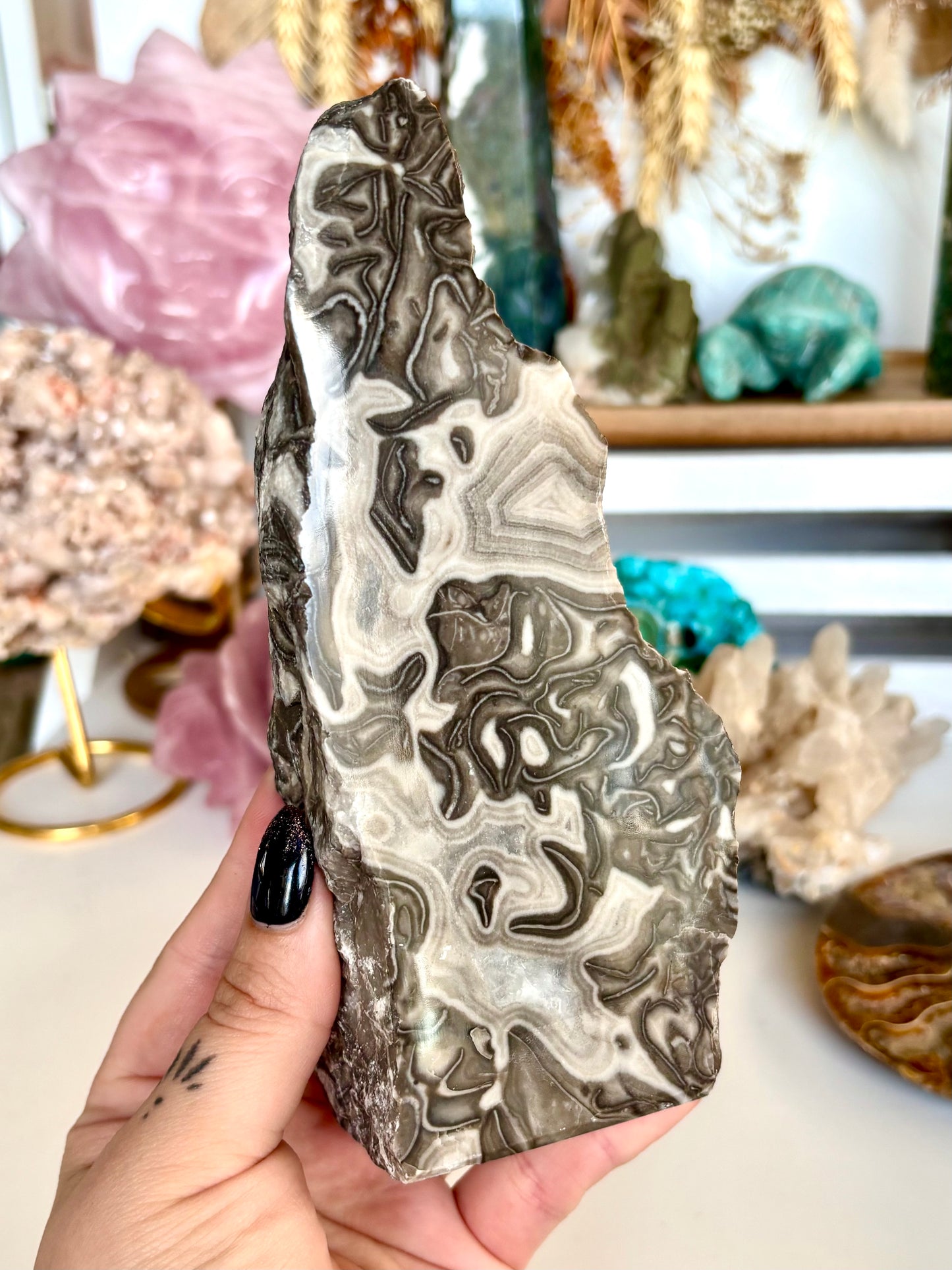 Semi-Polished Fossilised Grey Stomatolite Cutbase