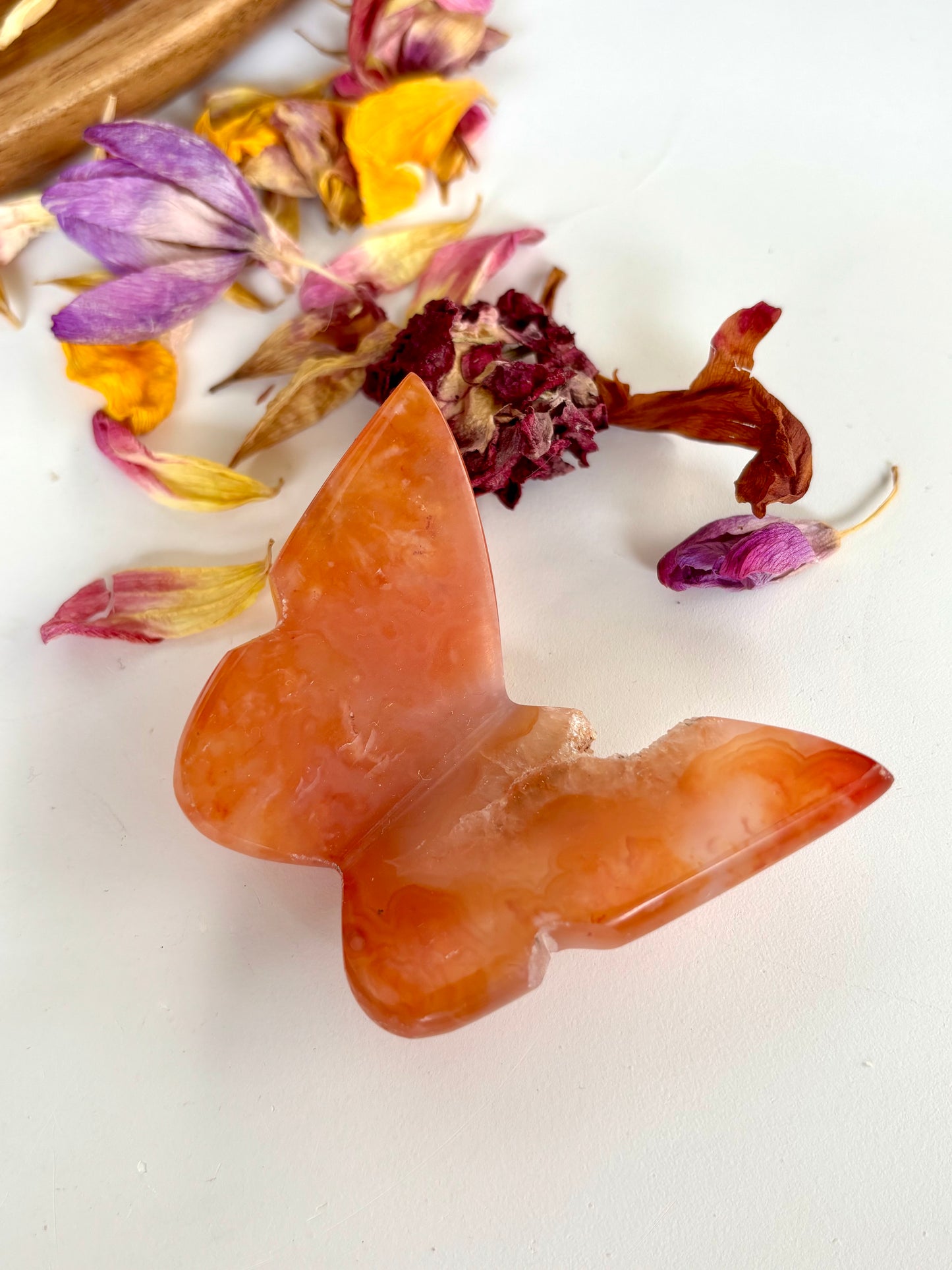 Carnelian Butterfly