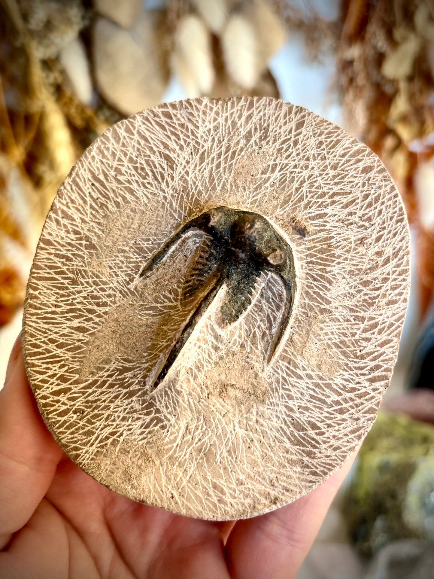Dicranurus Monstrosus Trilobite Fossil
