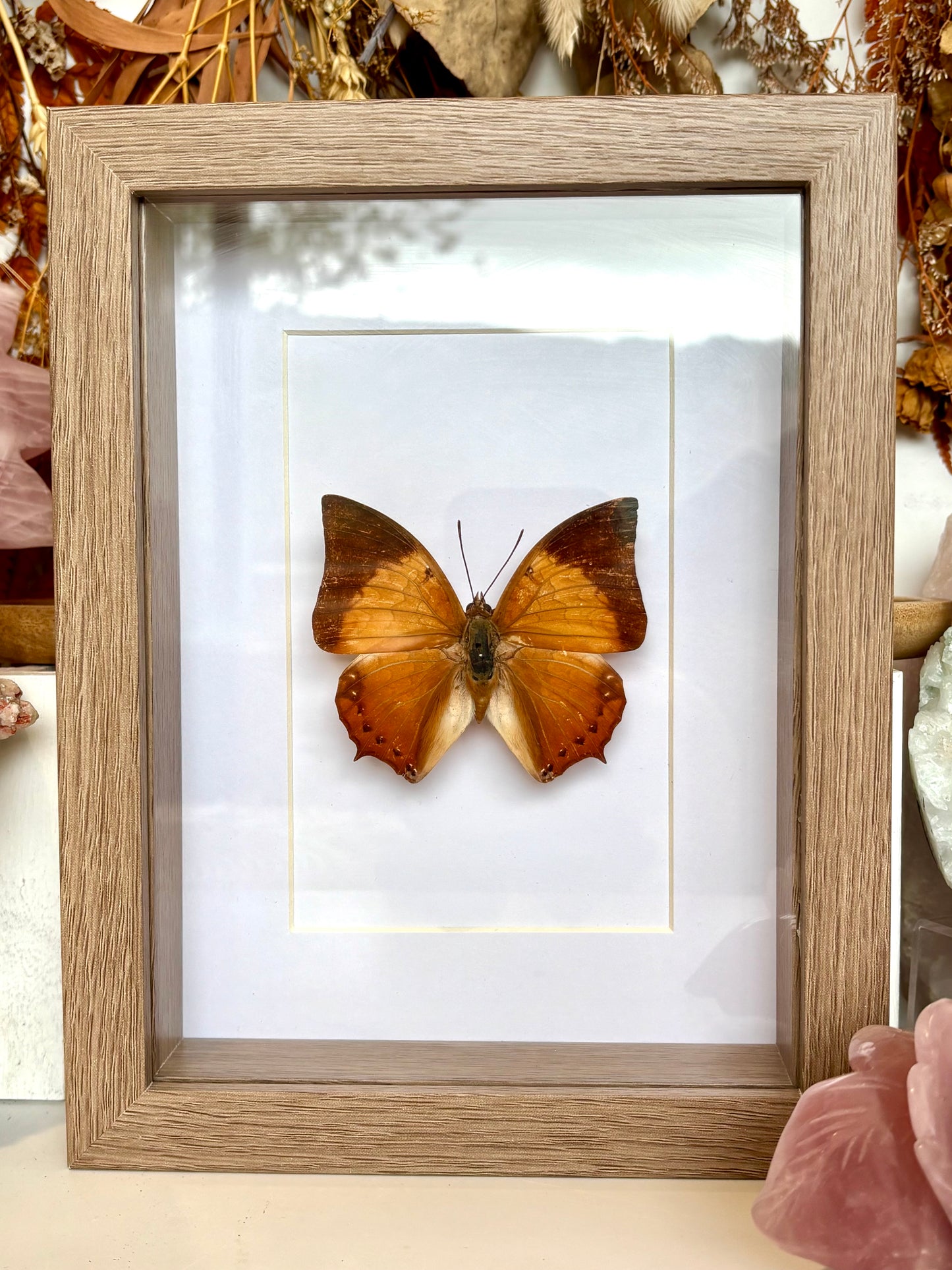 Tawny Raja Butterfly - Revived