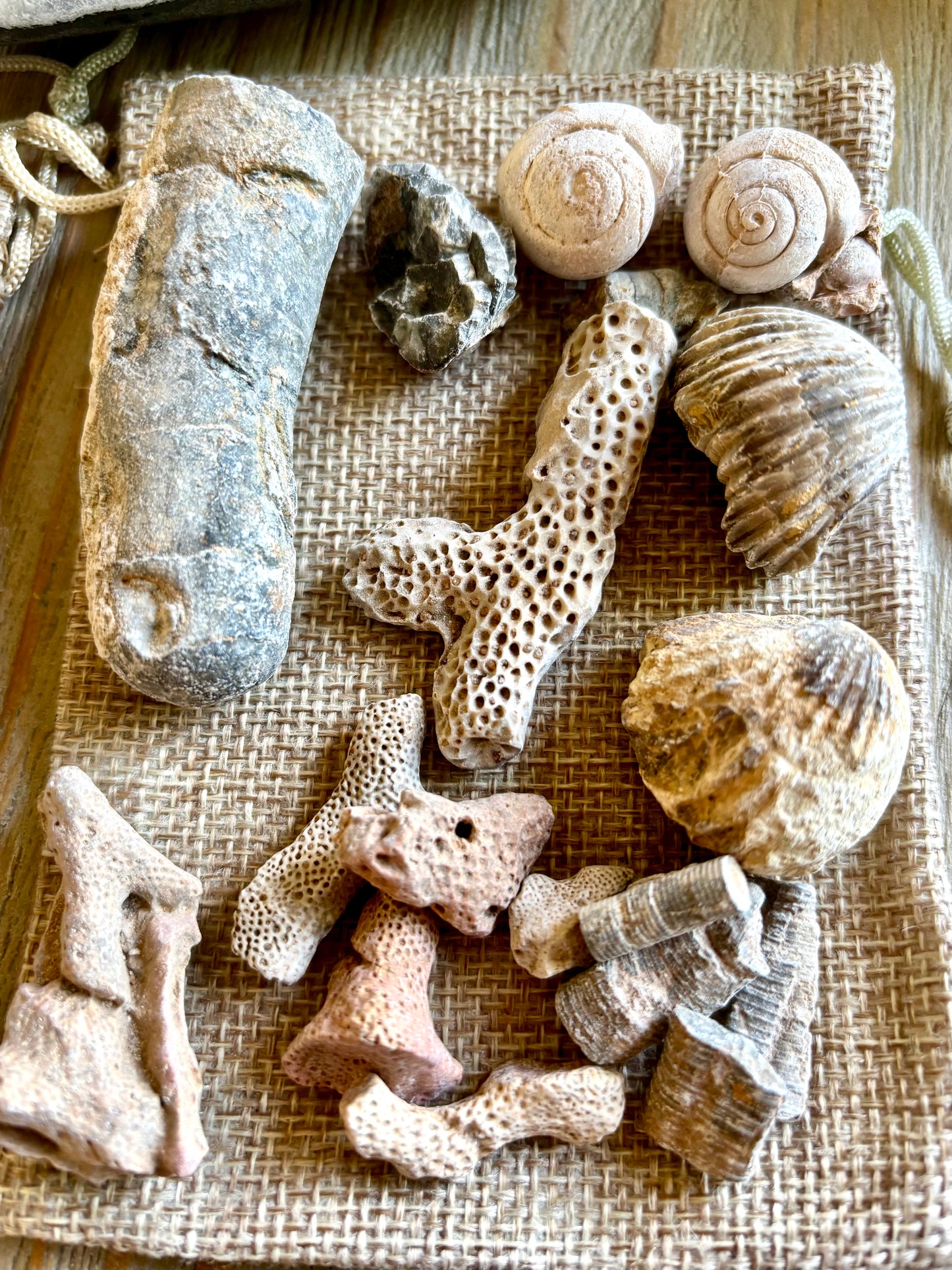 Fossil Assortment (in bag)