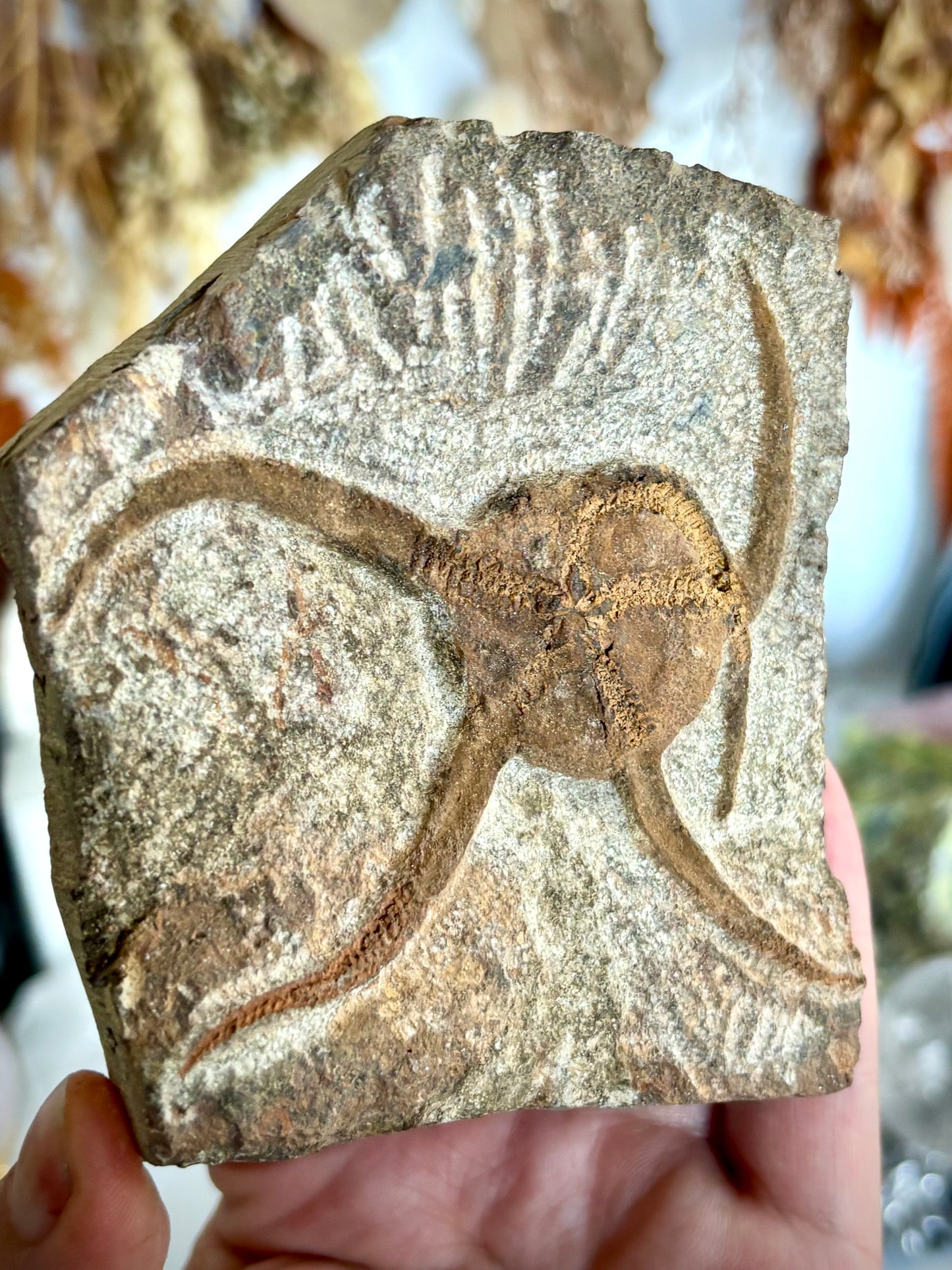 Ophiuroidea Fossil - Brittle Starfish