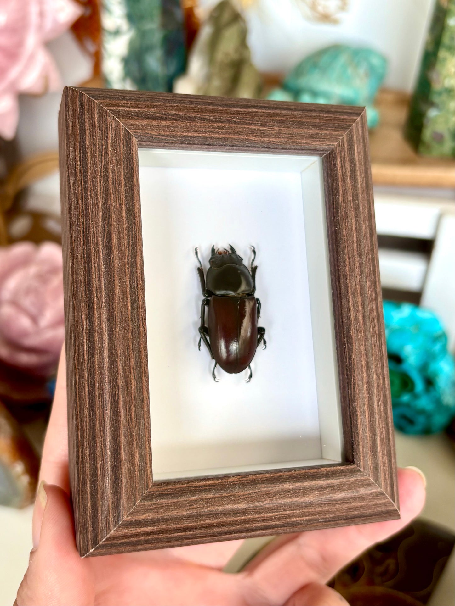 Rainbow Stag Beetle (Lucanidae)