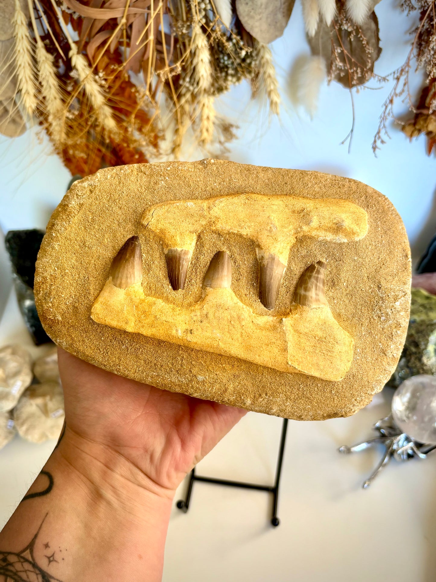 Mosasaur Jaw & Teeth Fossil