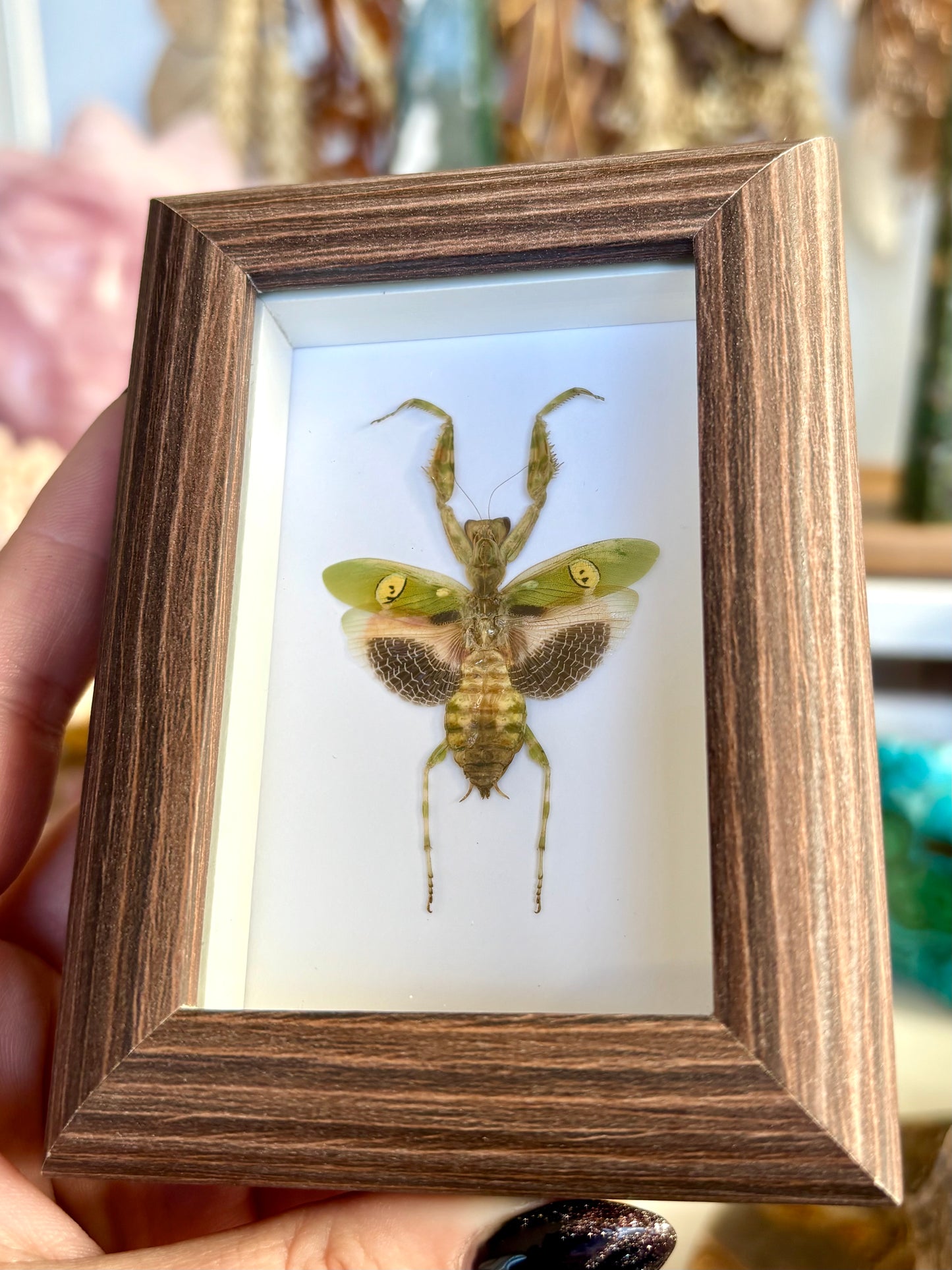 Jeweled Flower Mantis (Creobroter gemmatus)