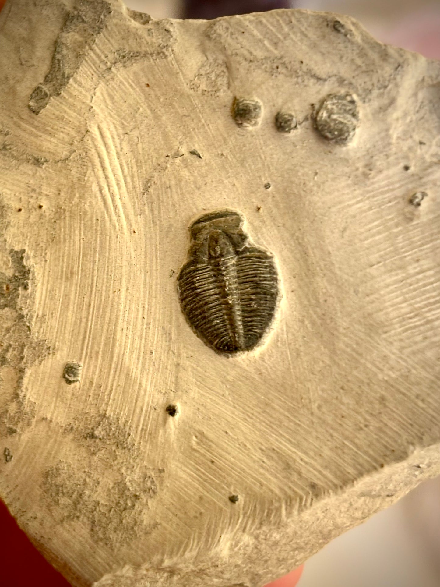 Elrathia Kingii Trilobite Fossil
