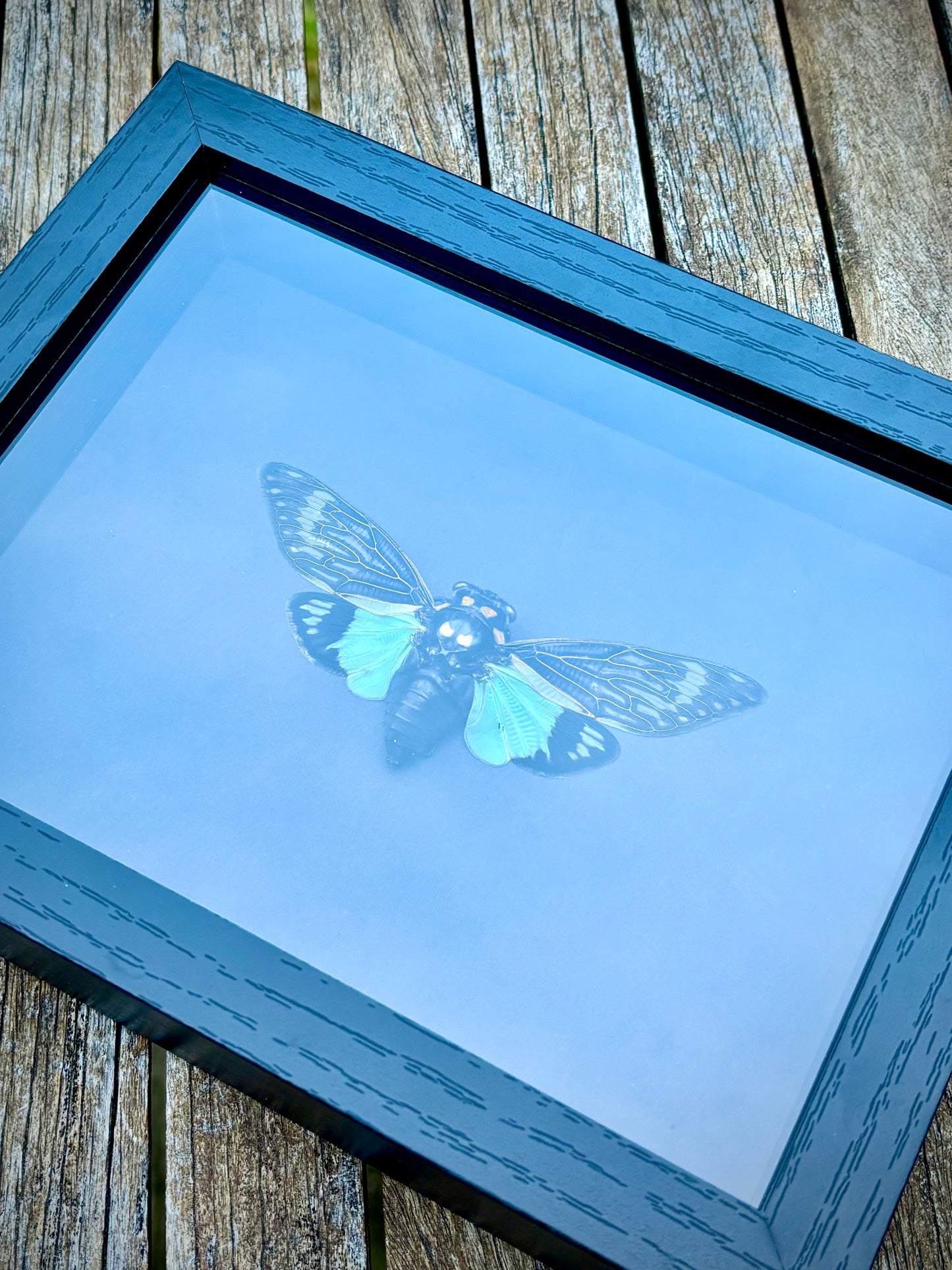 Blue Cicada (Tosena Splendida)