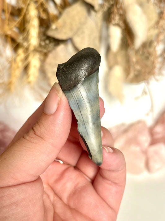 Megalodon Tooth (4)