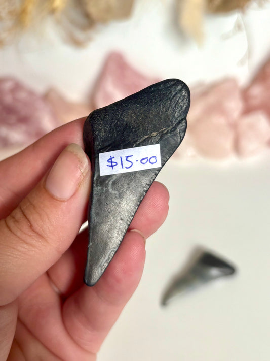 Megalodon Tooth (3)