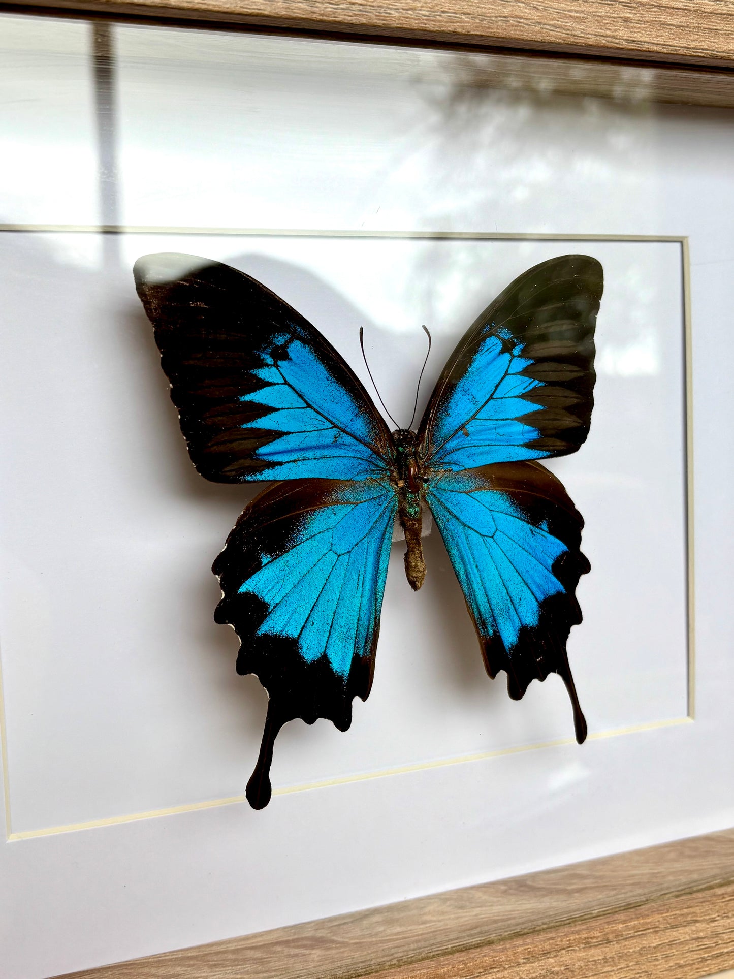 Papilio Ulysses - Blue Emporer - Revived