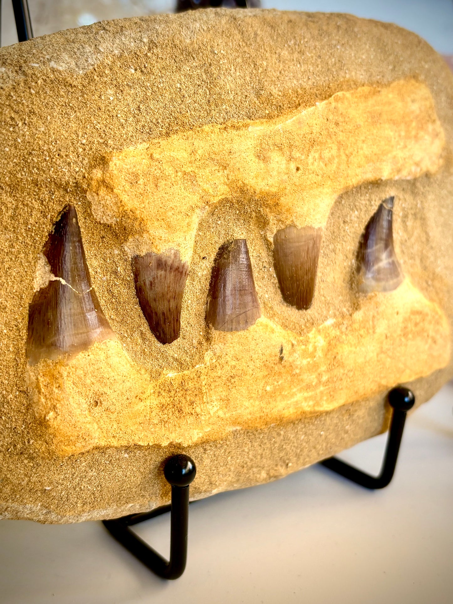 Mosasaur Jaw & Teeth Fossil