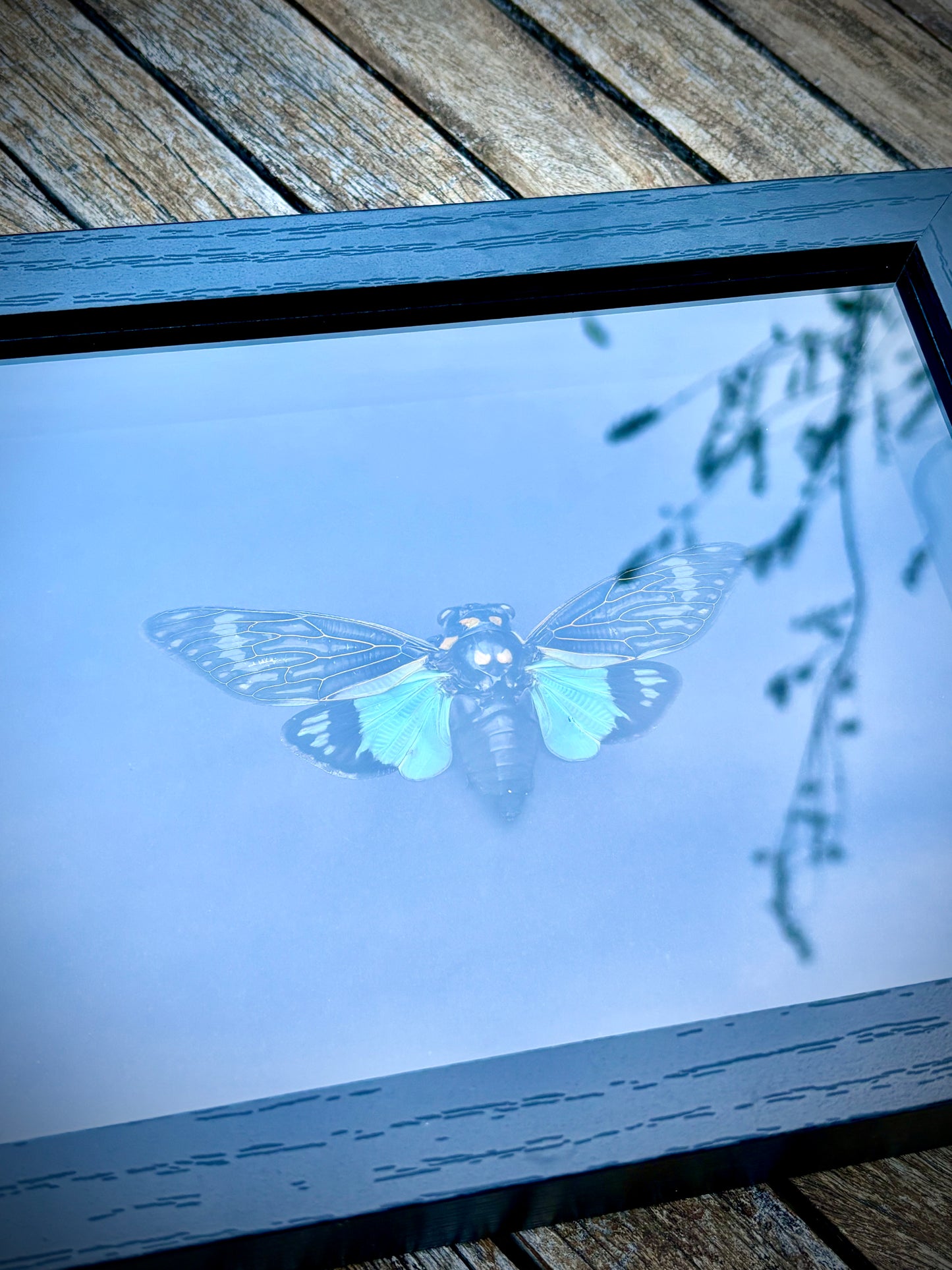 Blue Cicada (Tosena Splendida)