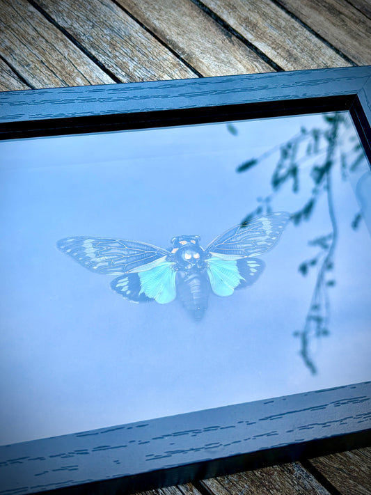 Blue Cicada (Tosena Splendida)