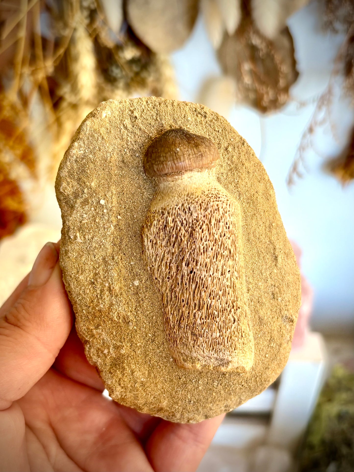 Mosasaur Tooth Fossil set in matrix