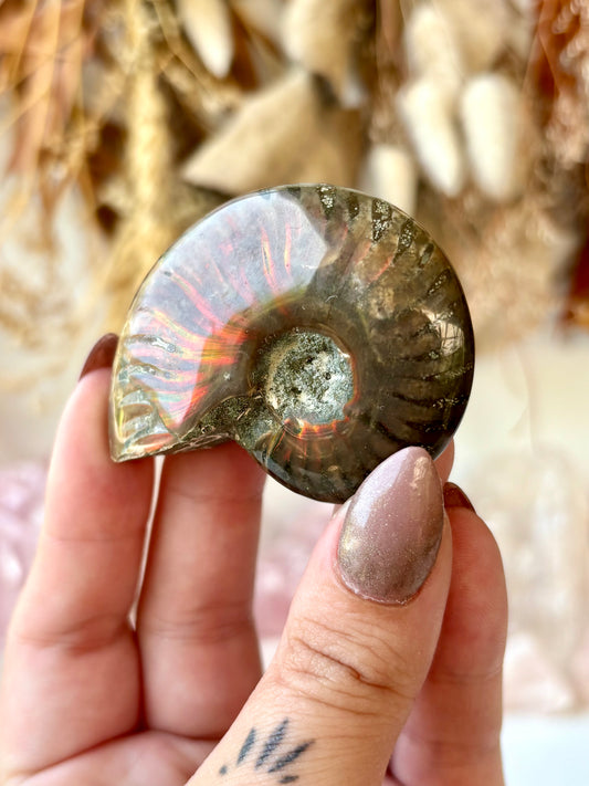 Fossilised Ammonite