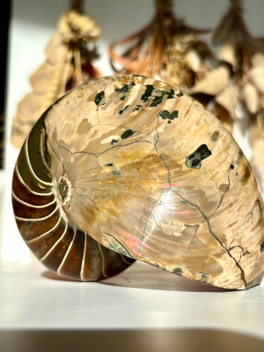 Fossilised Nautilus (Rare)