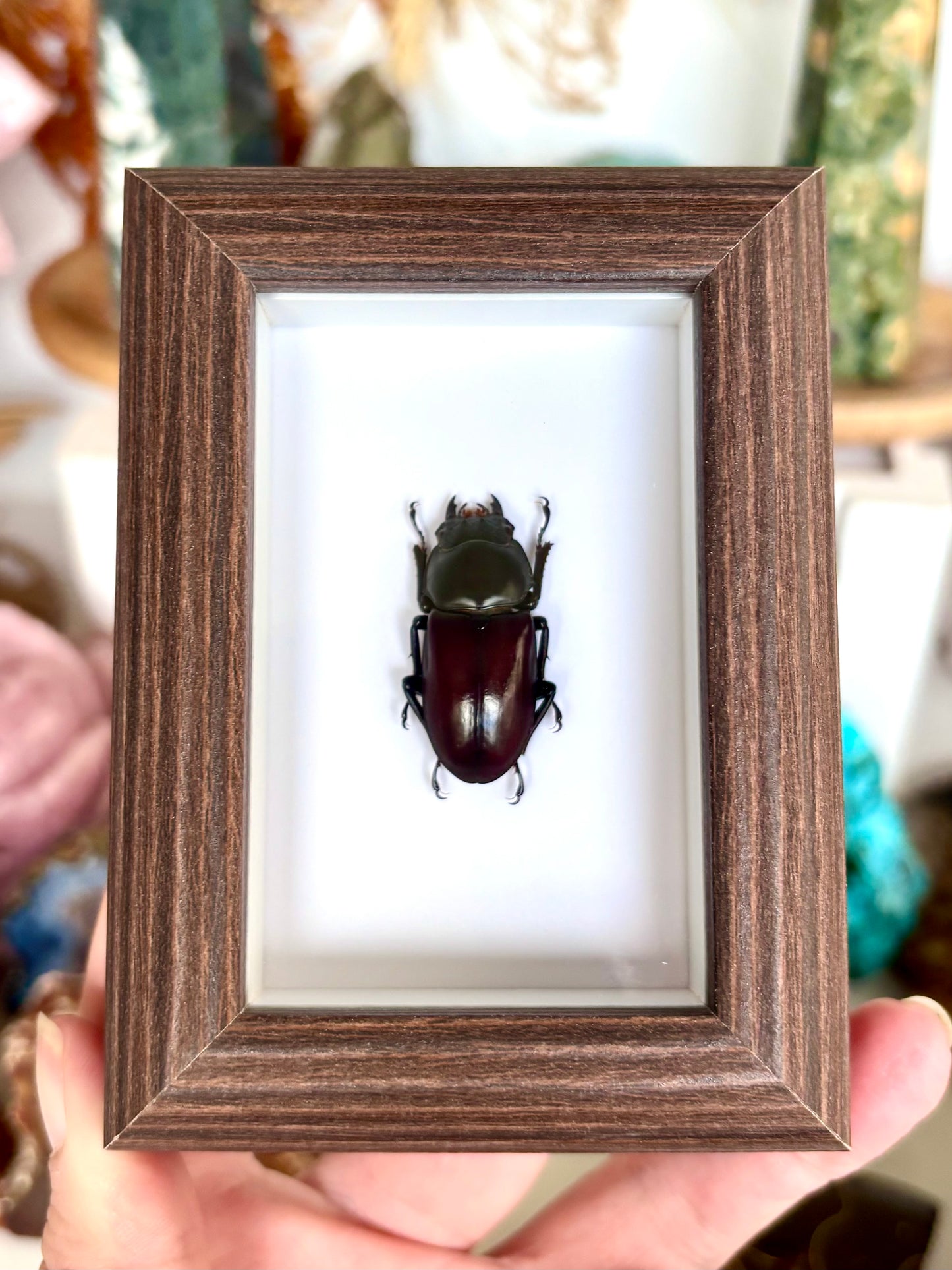 Rainbow Stag Beetle (Lucanidae)