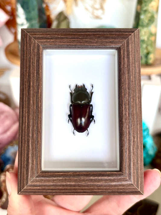 Rainbow Stag Beetle (Lucanidae)