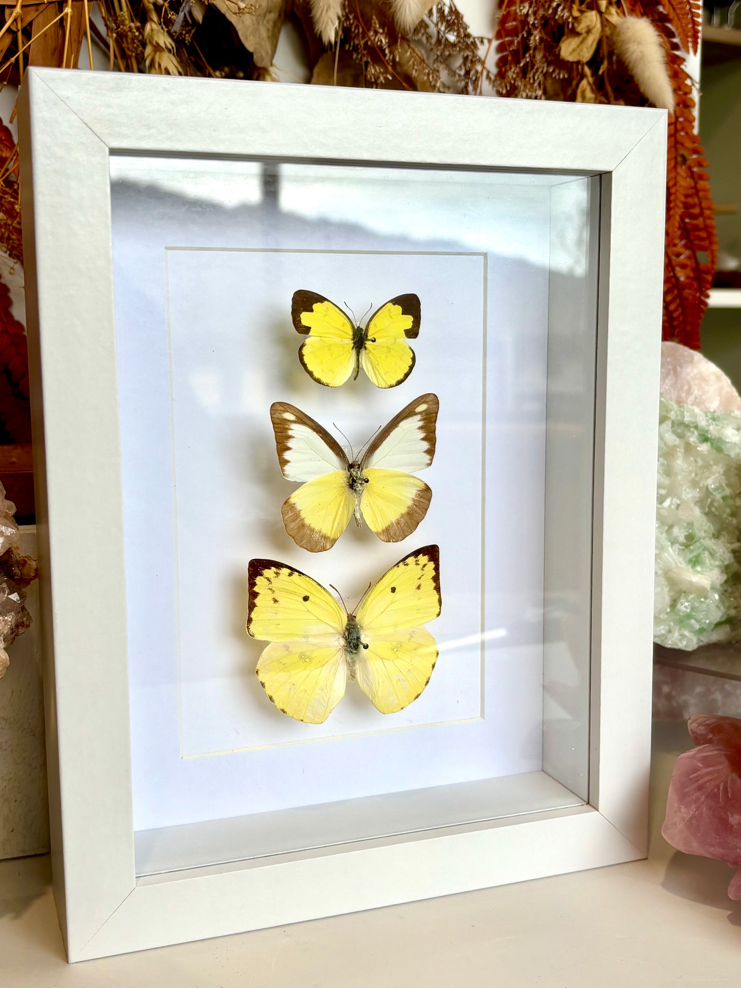 Pieridae Trio - Revived