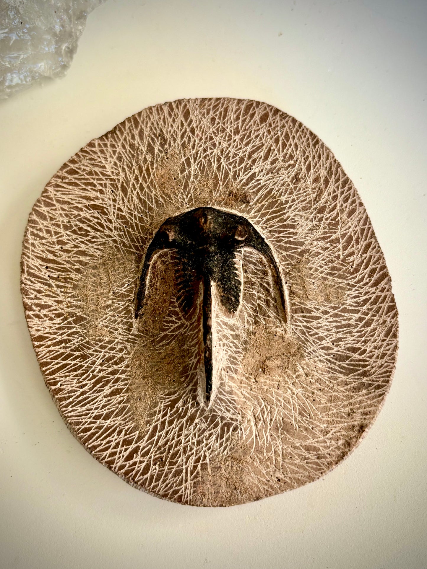 Dicranurus Monstrosus Trilobite Fossil