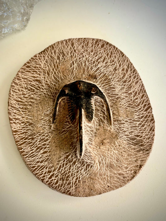 Dicranurus Monstrosus Trilobite Fossil