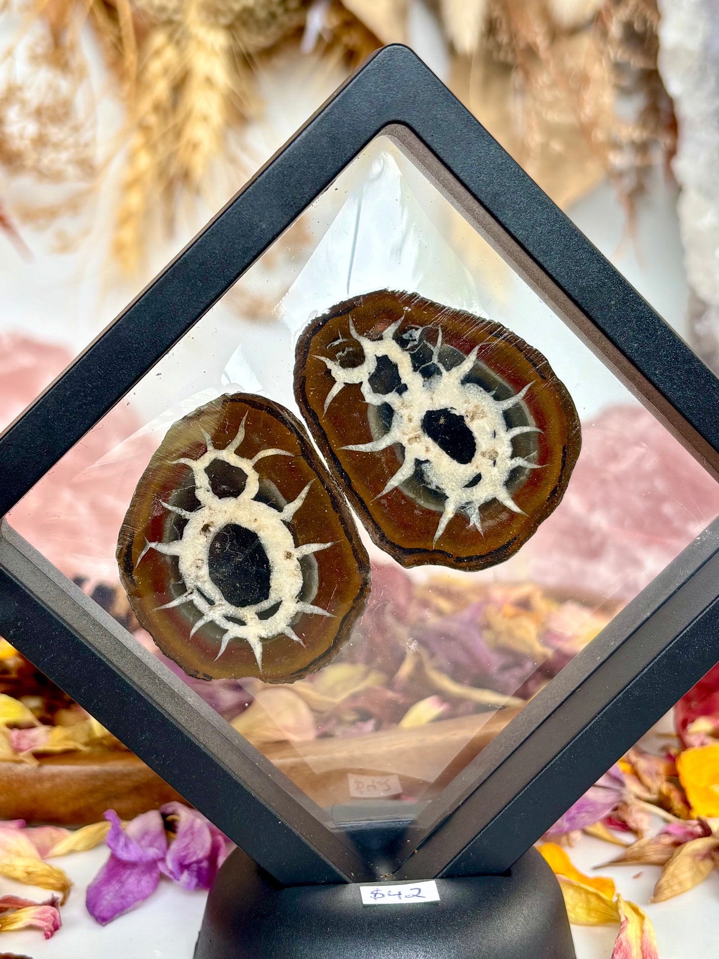 Septarian Thunder Egg (cut pair) aka “The Bug”