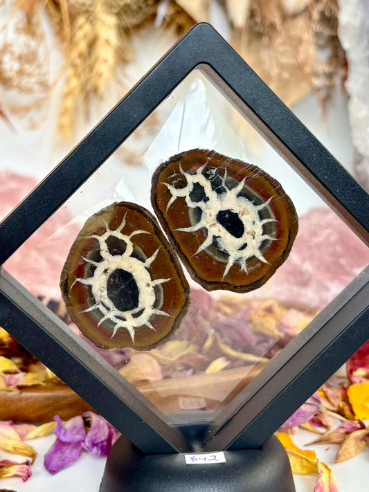 Septarian Thunder Egg (cut pair) aka “The Bug”