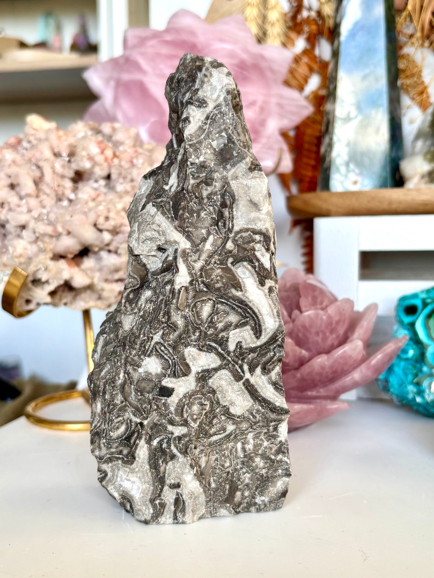 Semi-Polished Fossilised Grey Stomatolite Cutbase