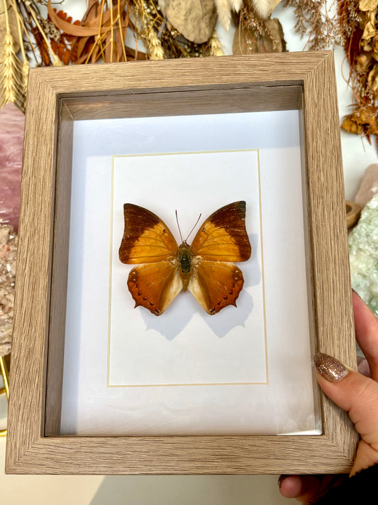 Tawny Raja Butterfly - Revived