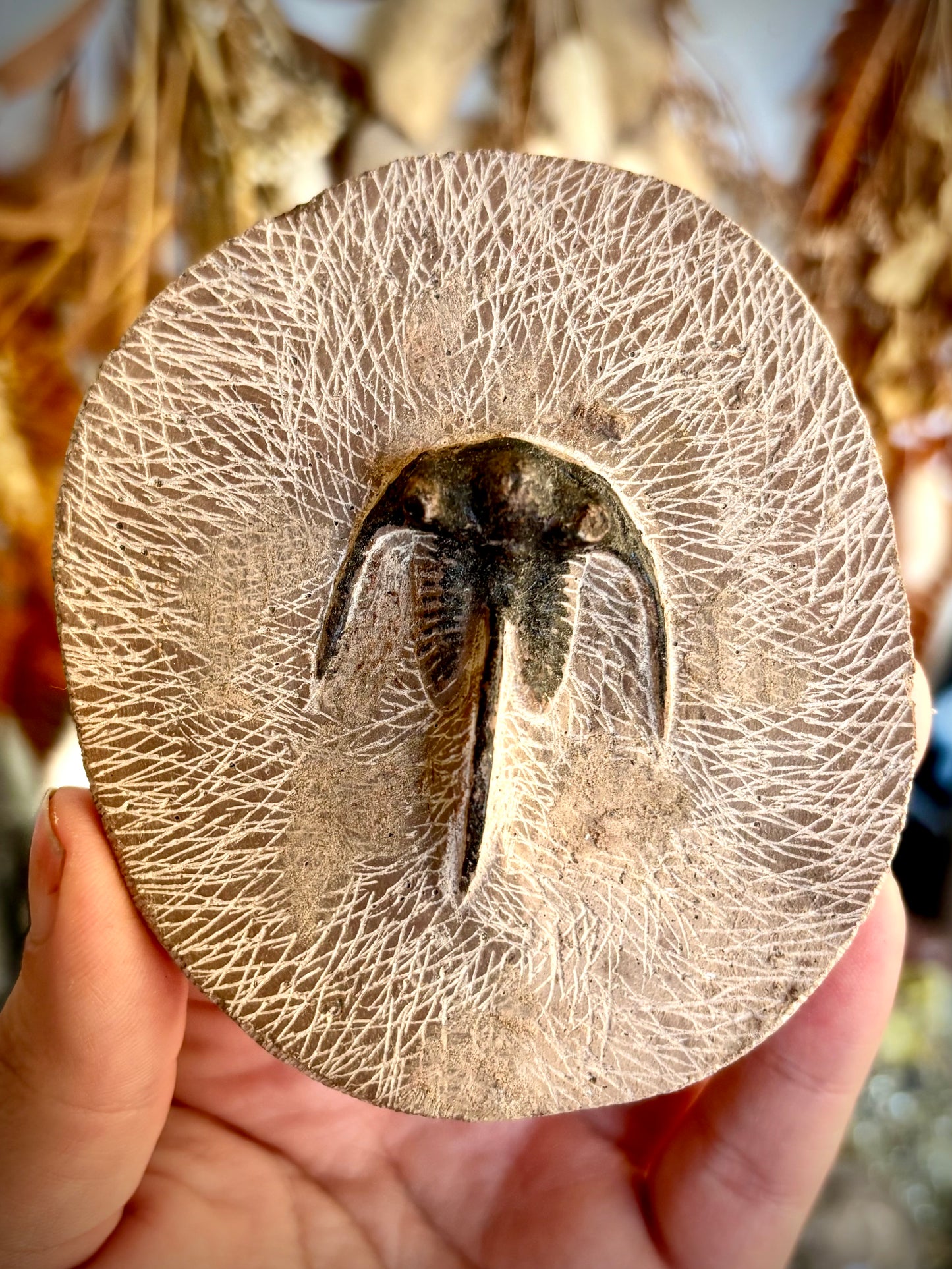 Dicranurus Monstrosus Trilobite Fossil