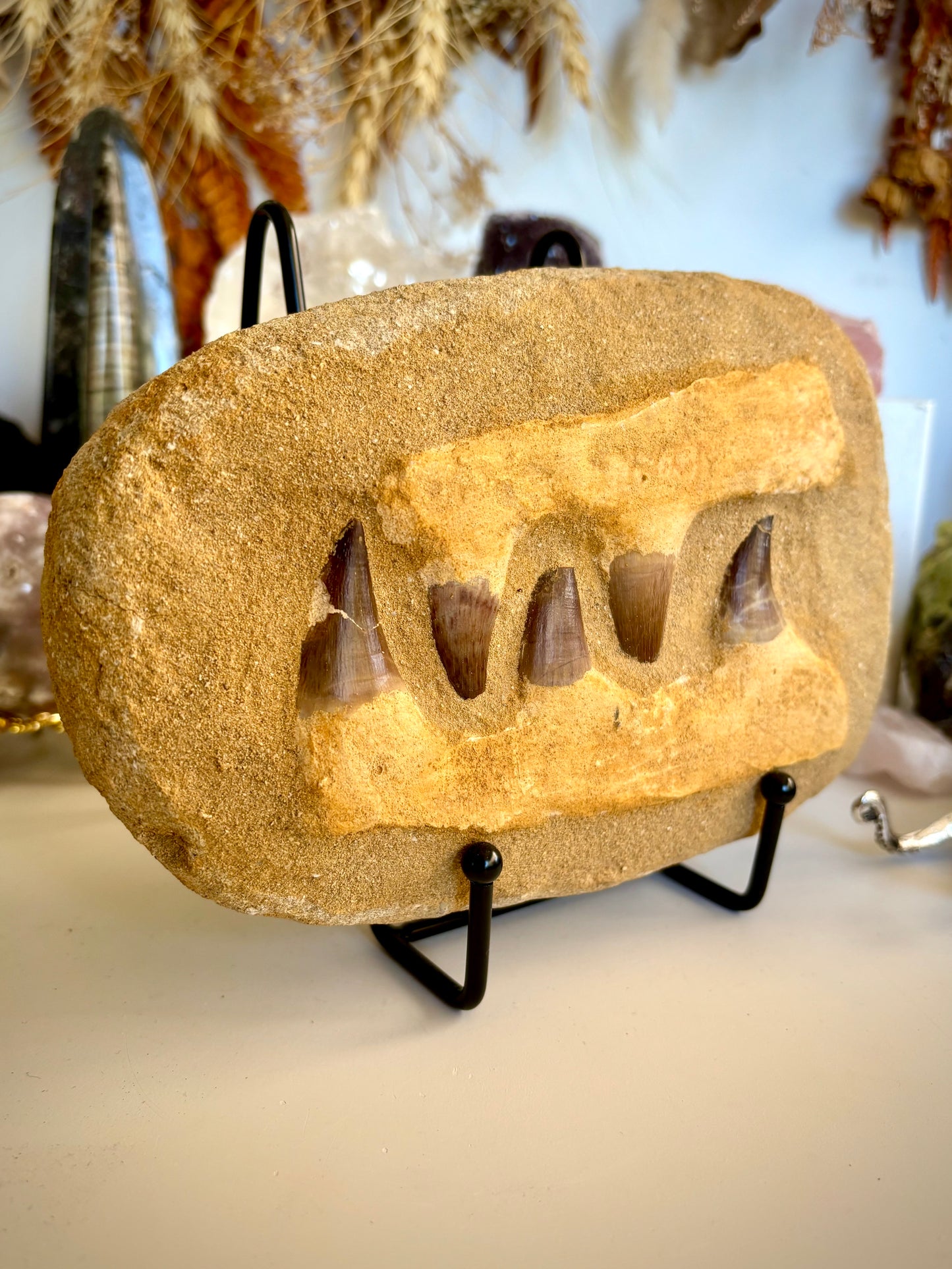 Mosasaur Jaw & Teeth Fossil