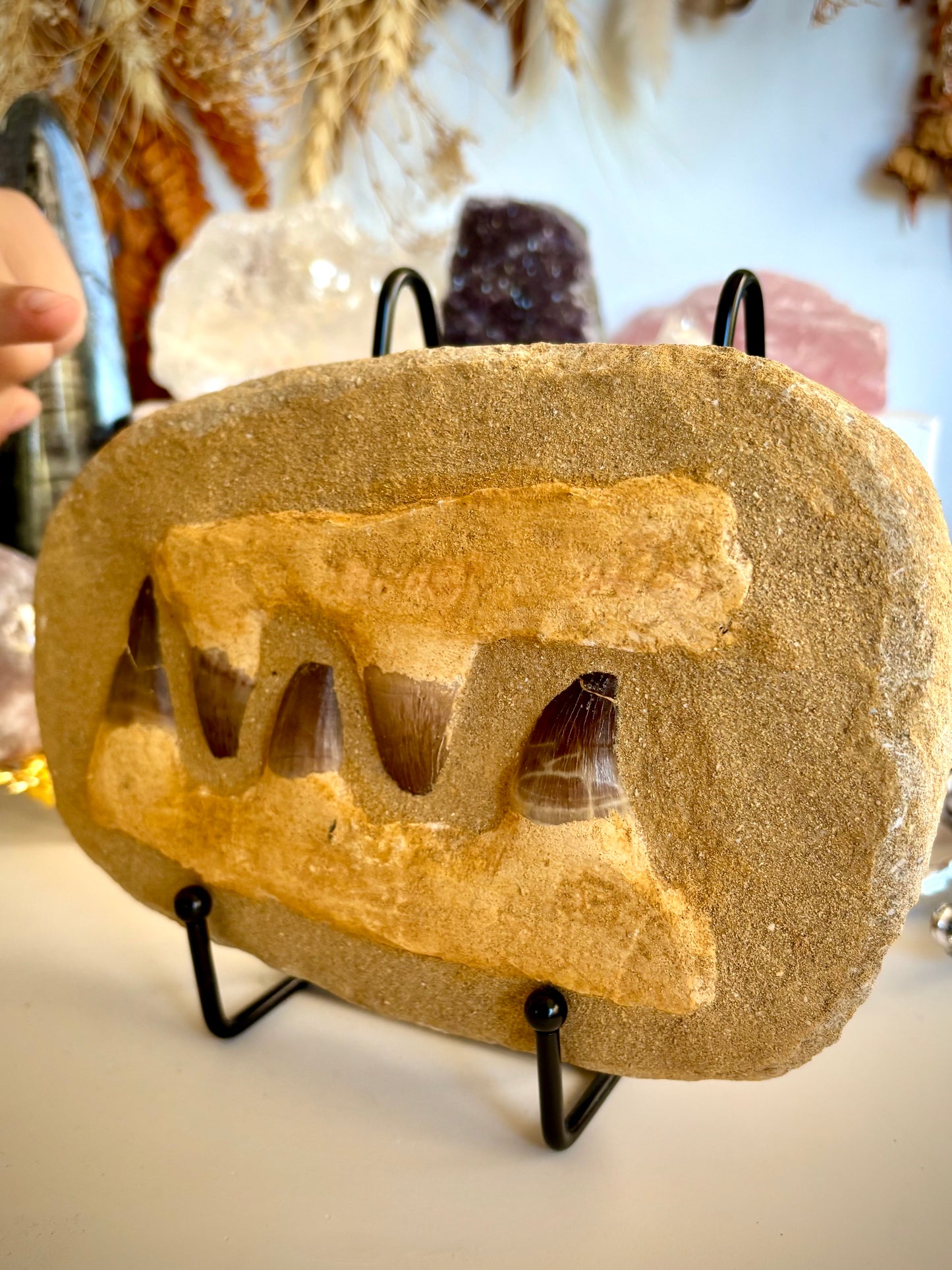 Mosasaur Jaw & Teeth Fossil