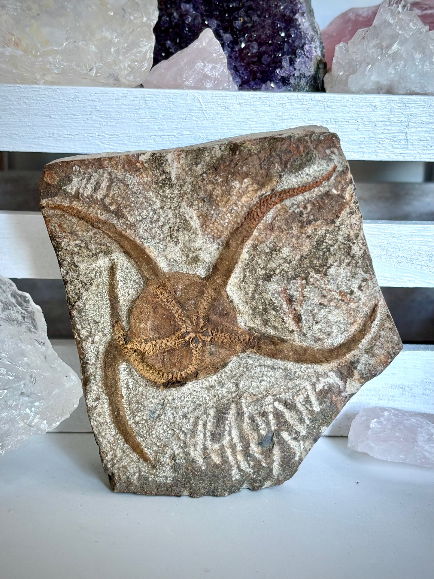 Ophiuroidea Fossil - Brittle Starfish