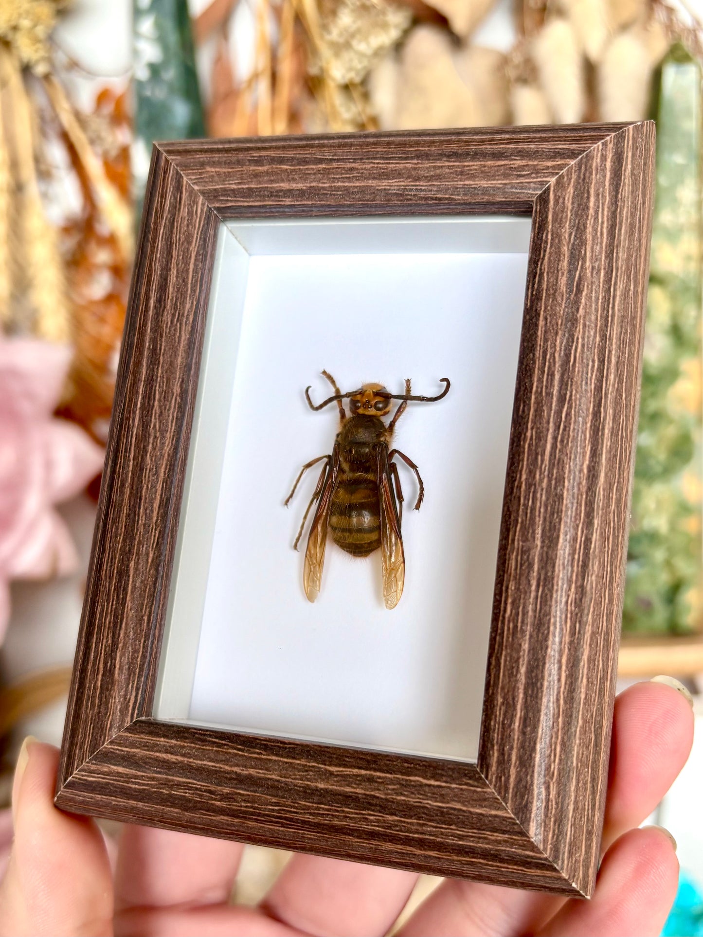 European Hornet (Vespa Crabro)