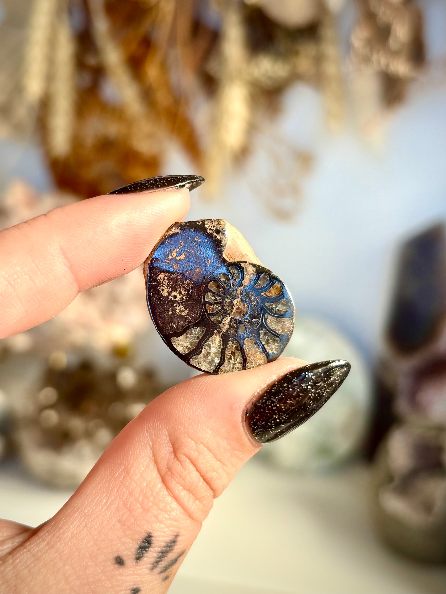 Hematised Ammonite Pair