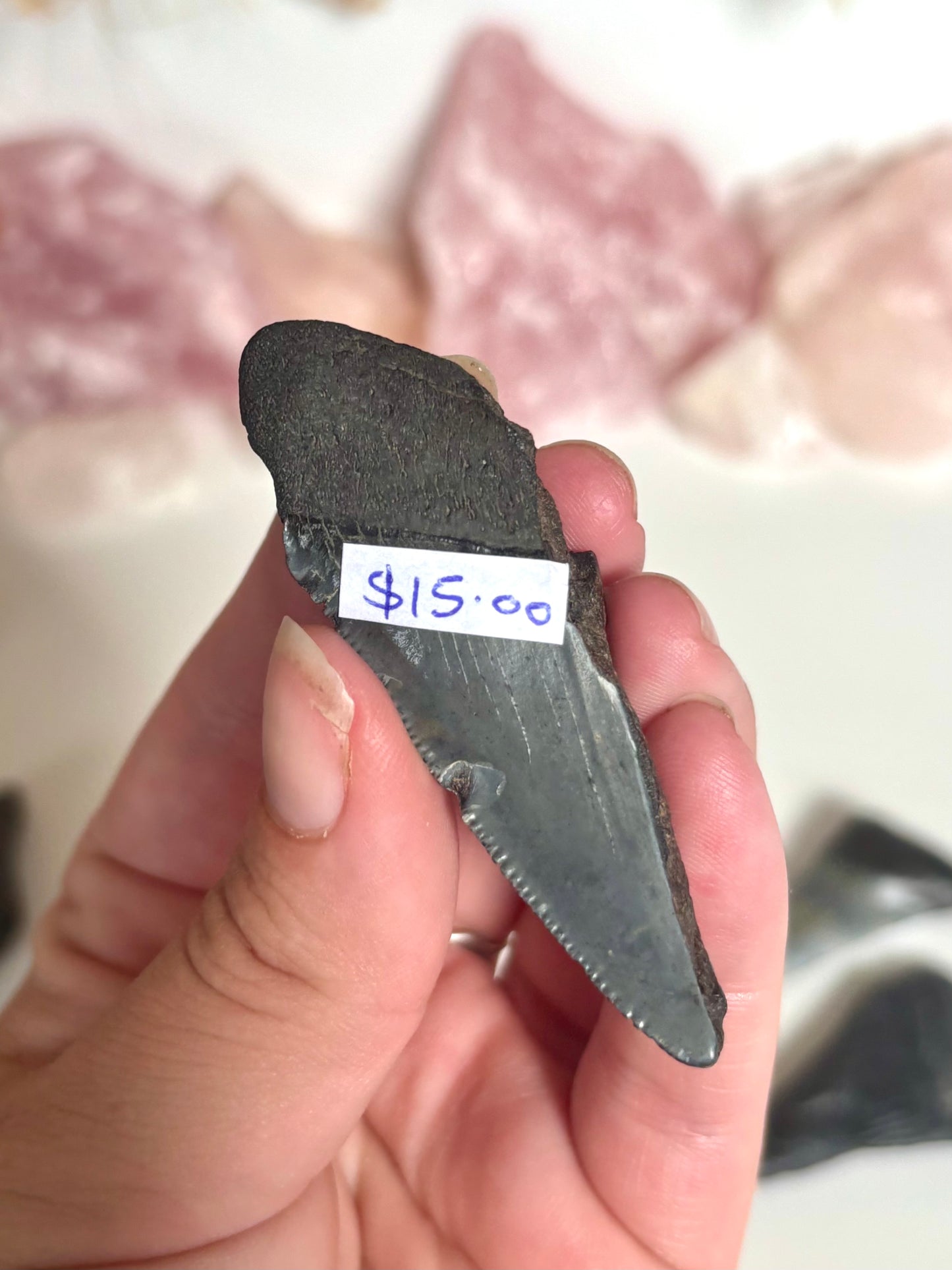 Megalodon Tooth (2)