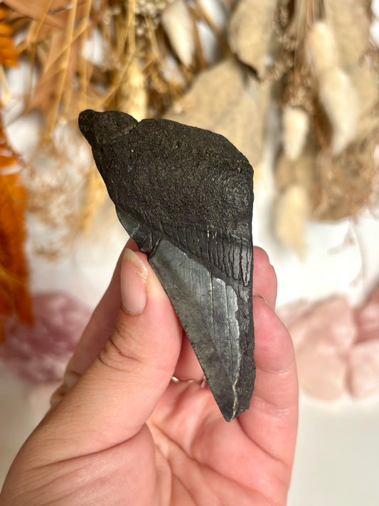 Megalodon Tooth (1)