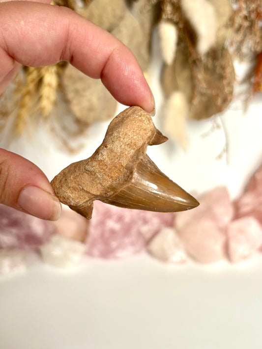 Otodus obliquus Shark Tooth (A grade) (4)