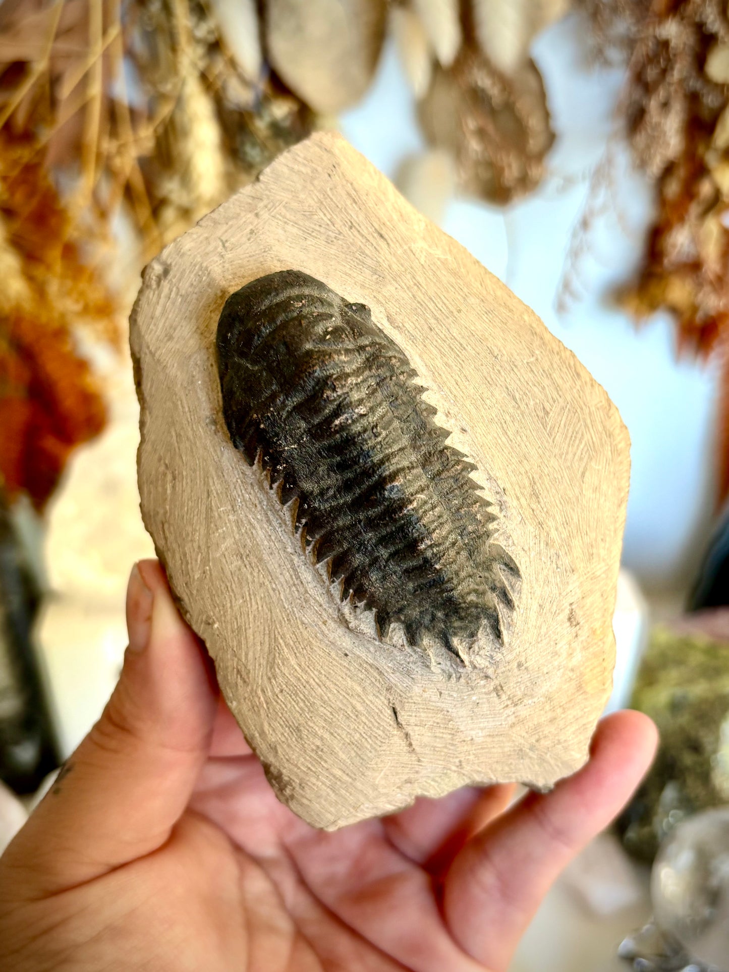 Crotalocephalina Trilobite Fossil