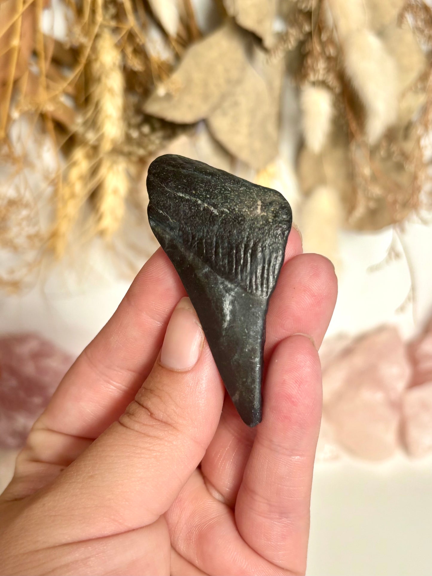 Megalodon Tooth (3)