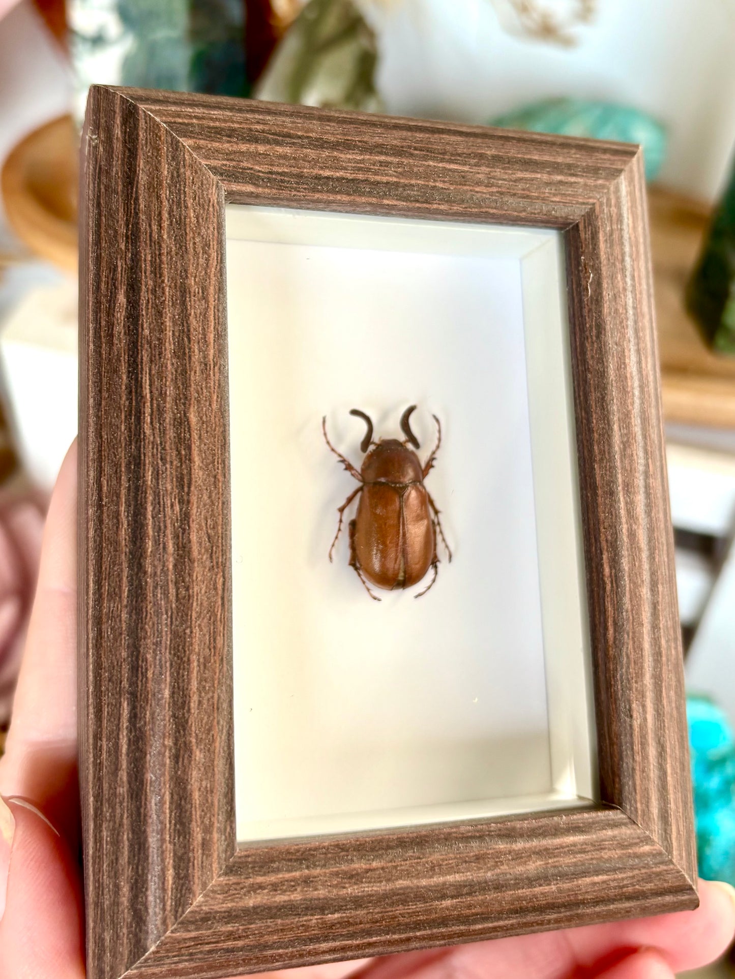 European Chafer Beetle