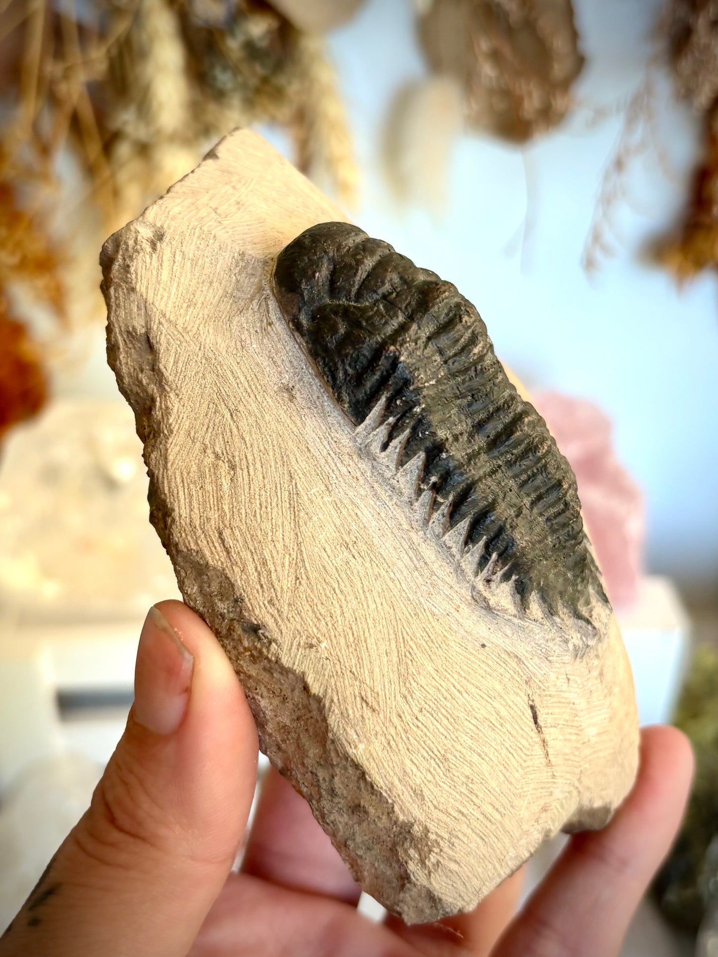 Crotalocephalina Trilobite Fossil