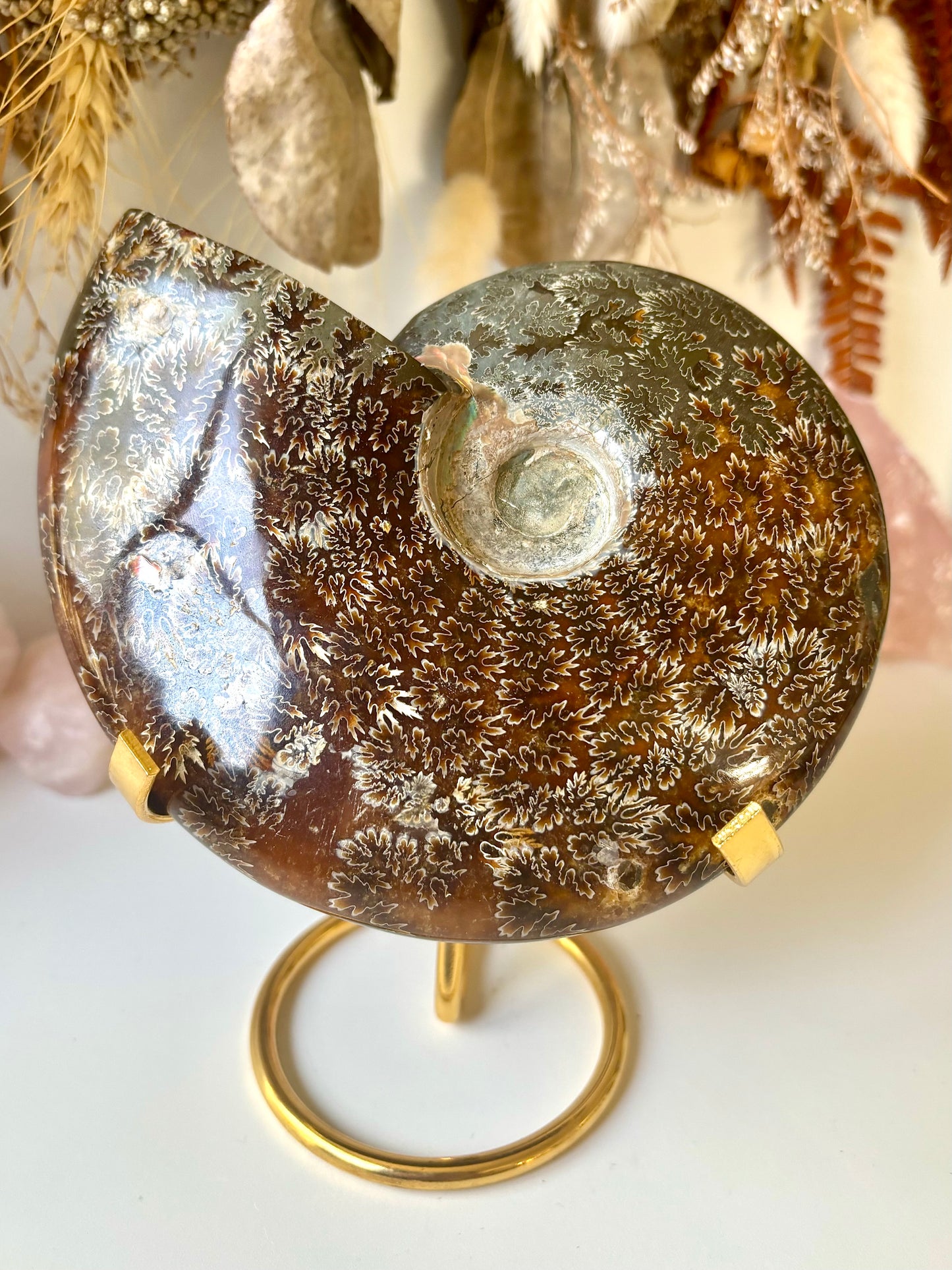 Large Ammonite