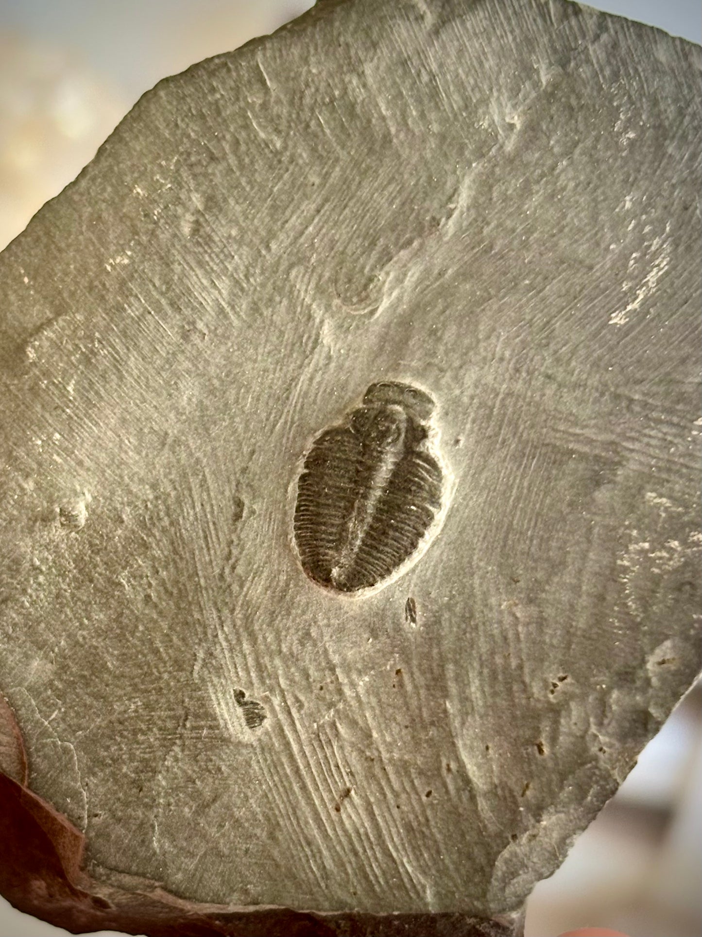 Elrathia Kingii Trilobite Fossil