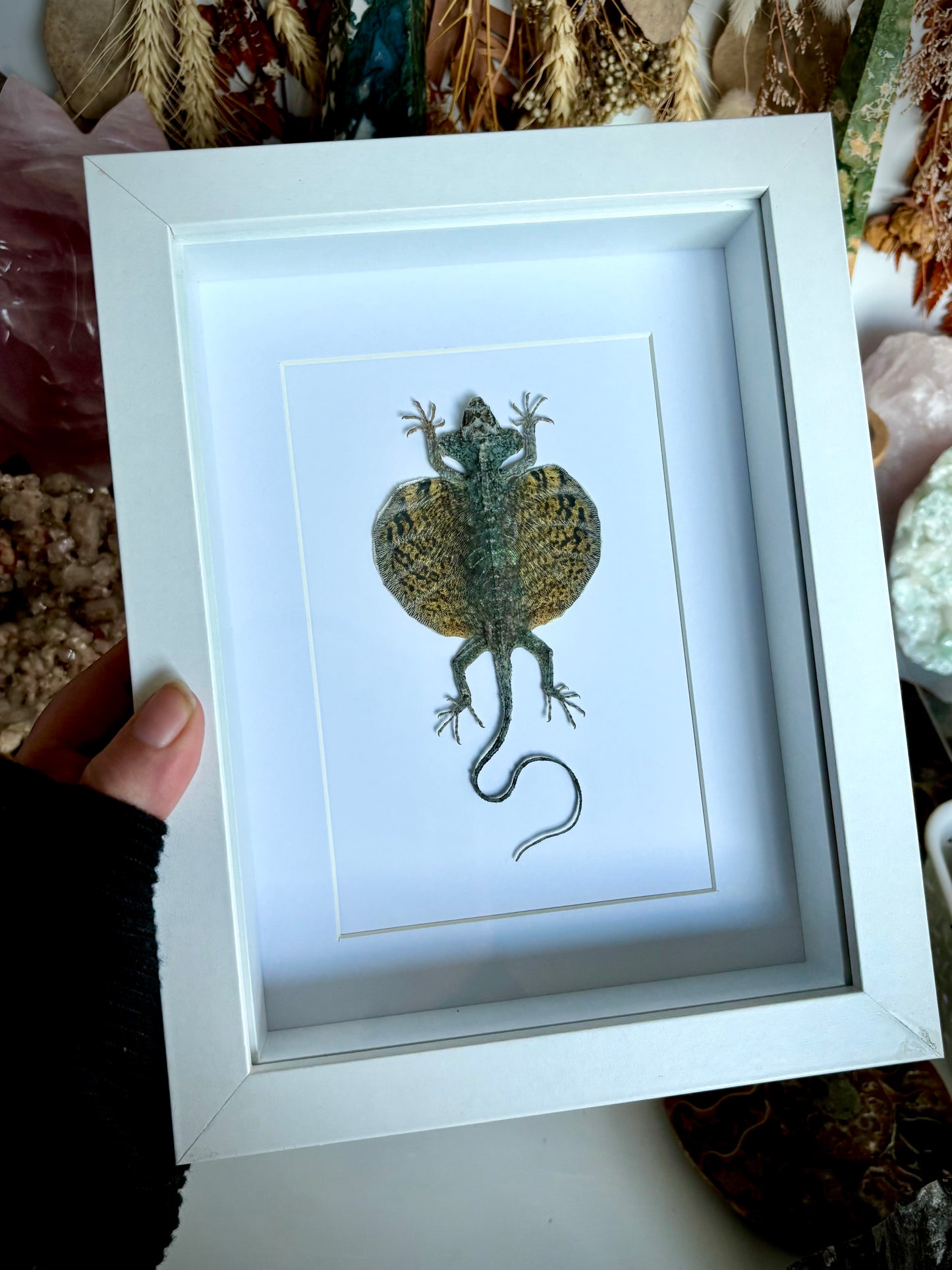 Bearded Flying Dragon (Draco Haematopogon)